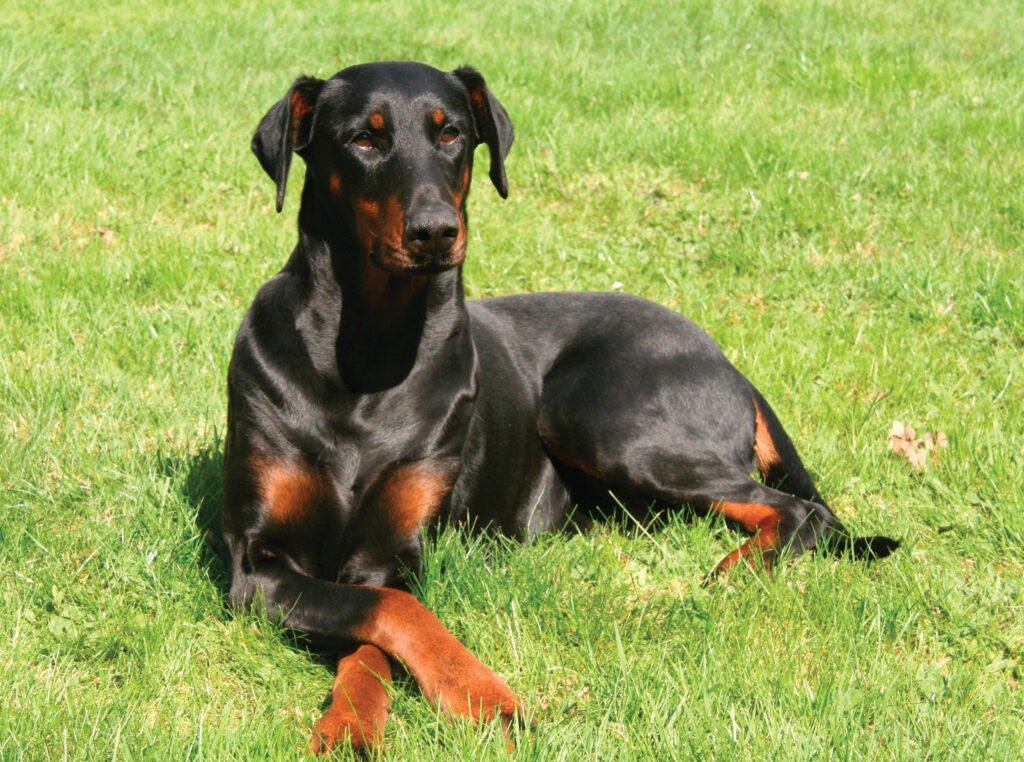 Perro Dpberman Pinscher