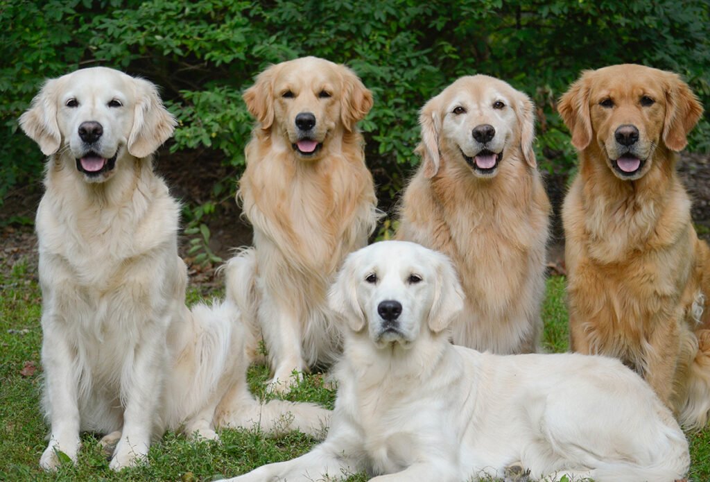 5 Perros Golden Retriver