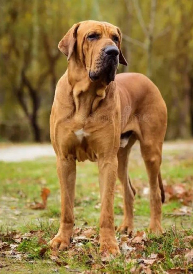 Perro Dogo Argentino