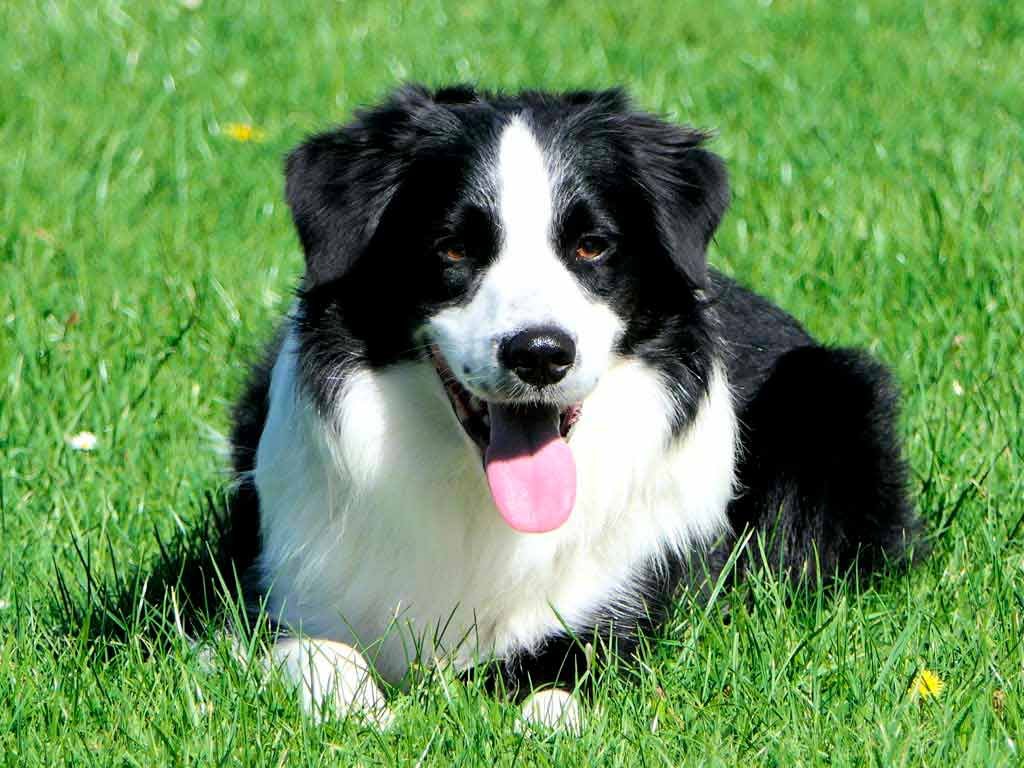 Border Collie