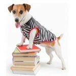 Chaleco Animal Print de Zebra: Elegancia para Perritas a la Moda