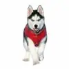 perro con chaleco impermeable rojo Chaleco Impermeable Rojo para Perros: Protección y Estilo en Cualquier Clima