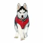 Chaleco Impermeable Rojo para Perros: Protección y Estilo en Cualquier Clima