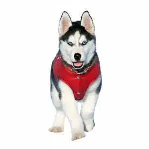 Chaleco Impermeable Rojo para Perros: Protección y Estilo en Cualquier Clima