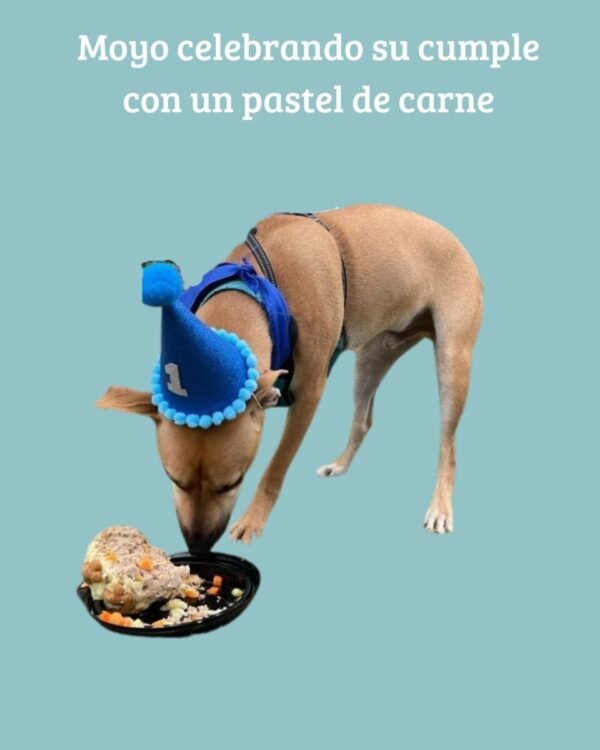 Celebra el Cumpleaños de tu Peludito con Nuestro Kit Especial