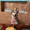 Celebra el Cumpleaños de tu Peludito con Nuestro Kit Especial