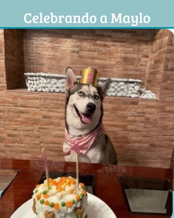 Celebra el Cumpleaños de tu Peludito con Nuestro Kit Especial