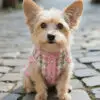 perrita con chaleco detweed estilo chanel